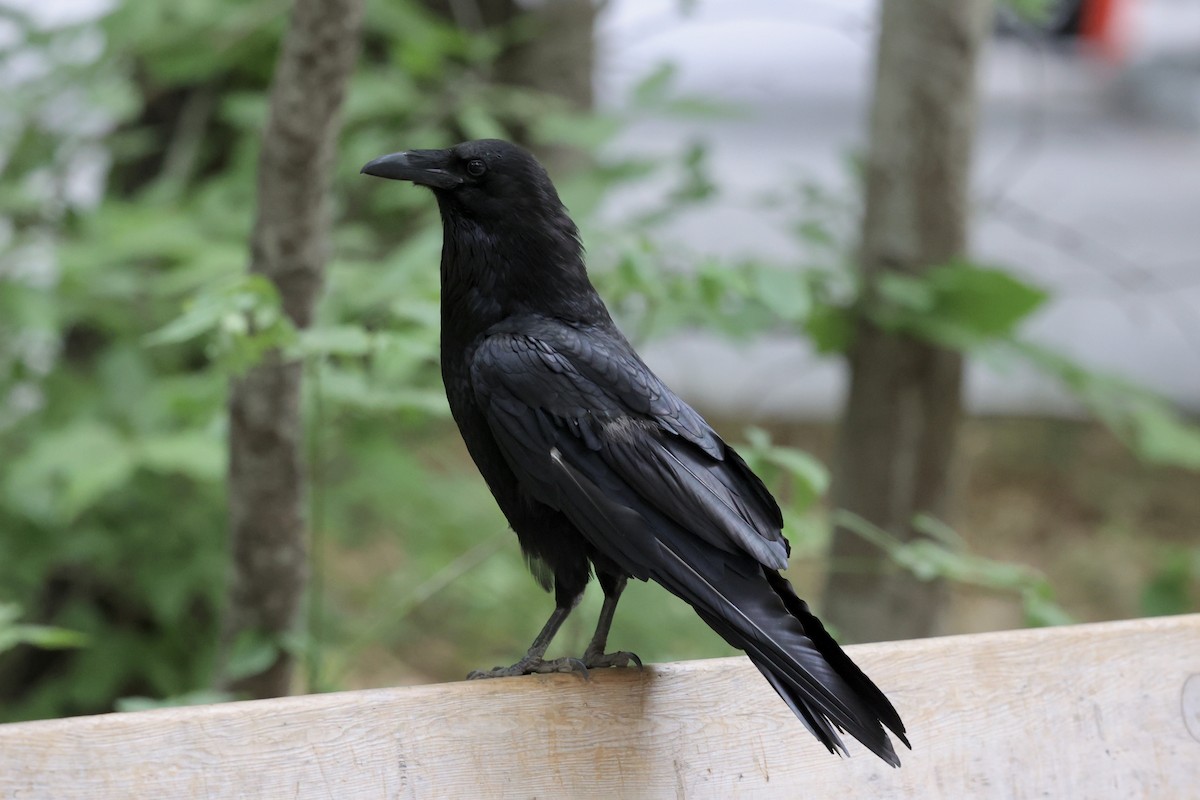 Common Raven - ML638289963