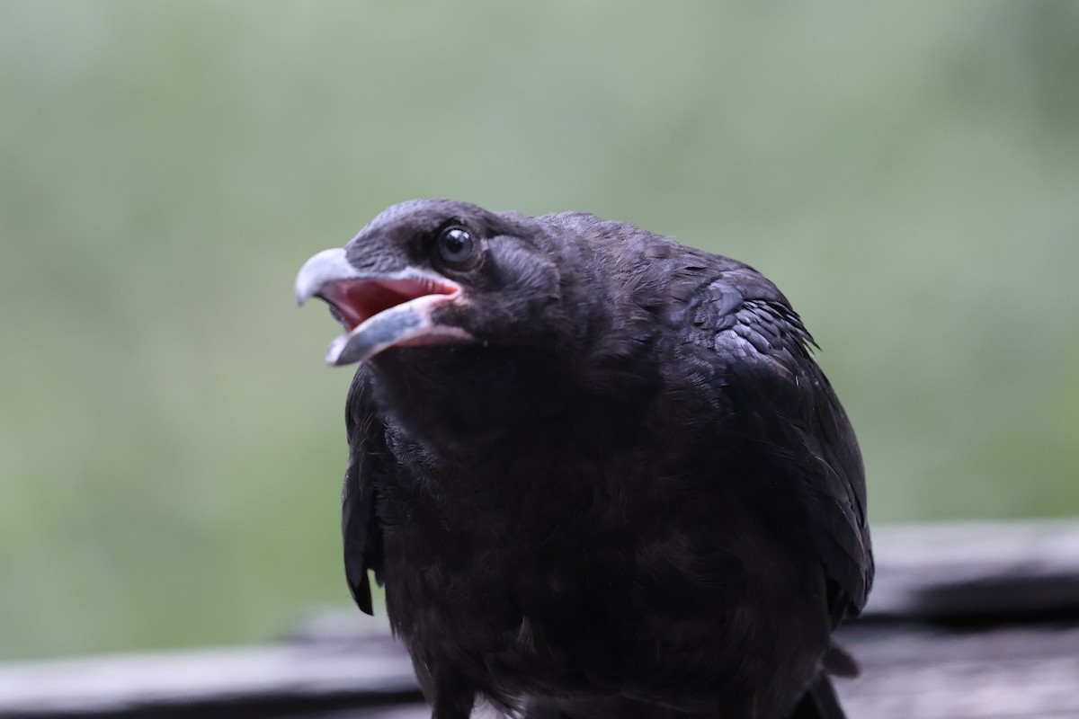 Common Raven - ML638289964