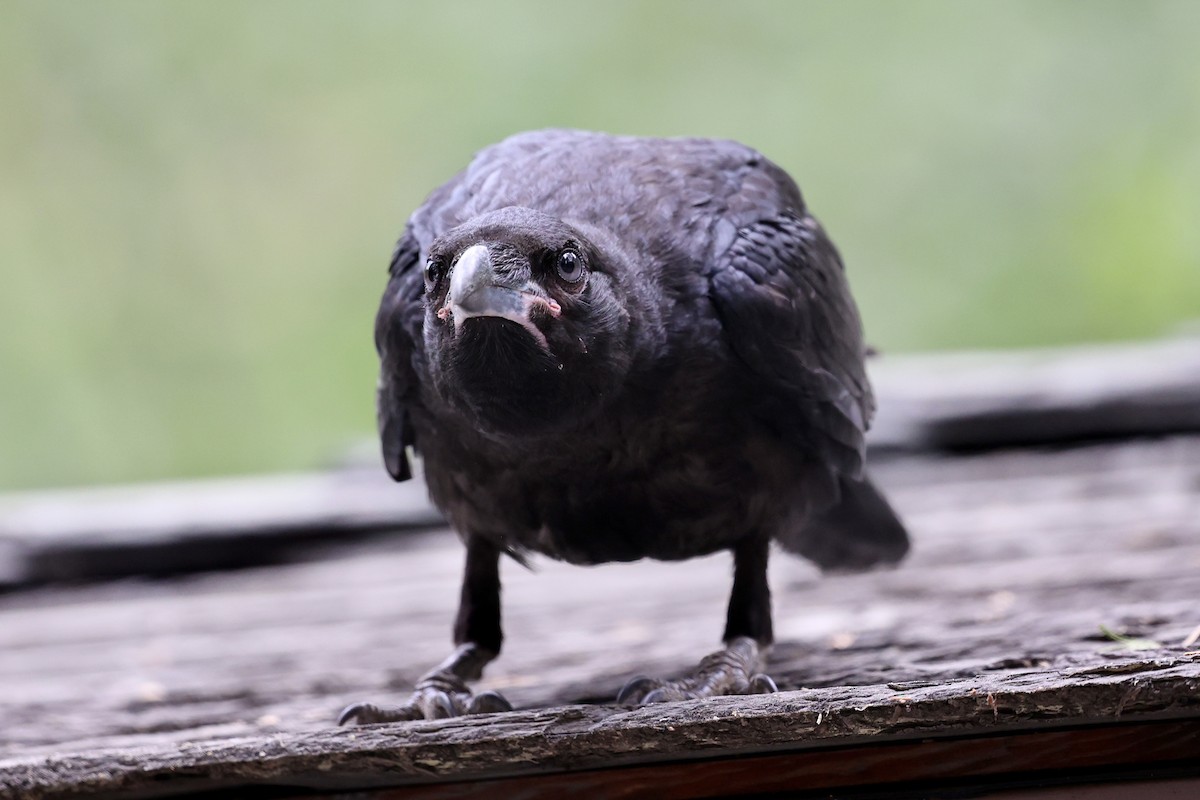Common Raven - ML638289965