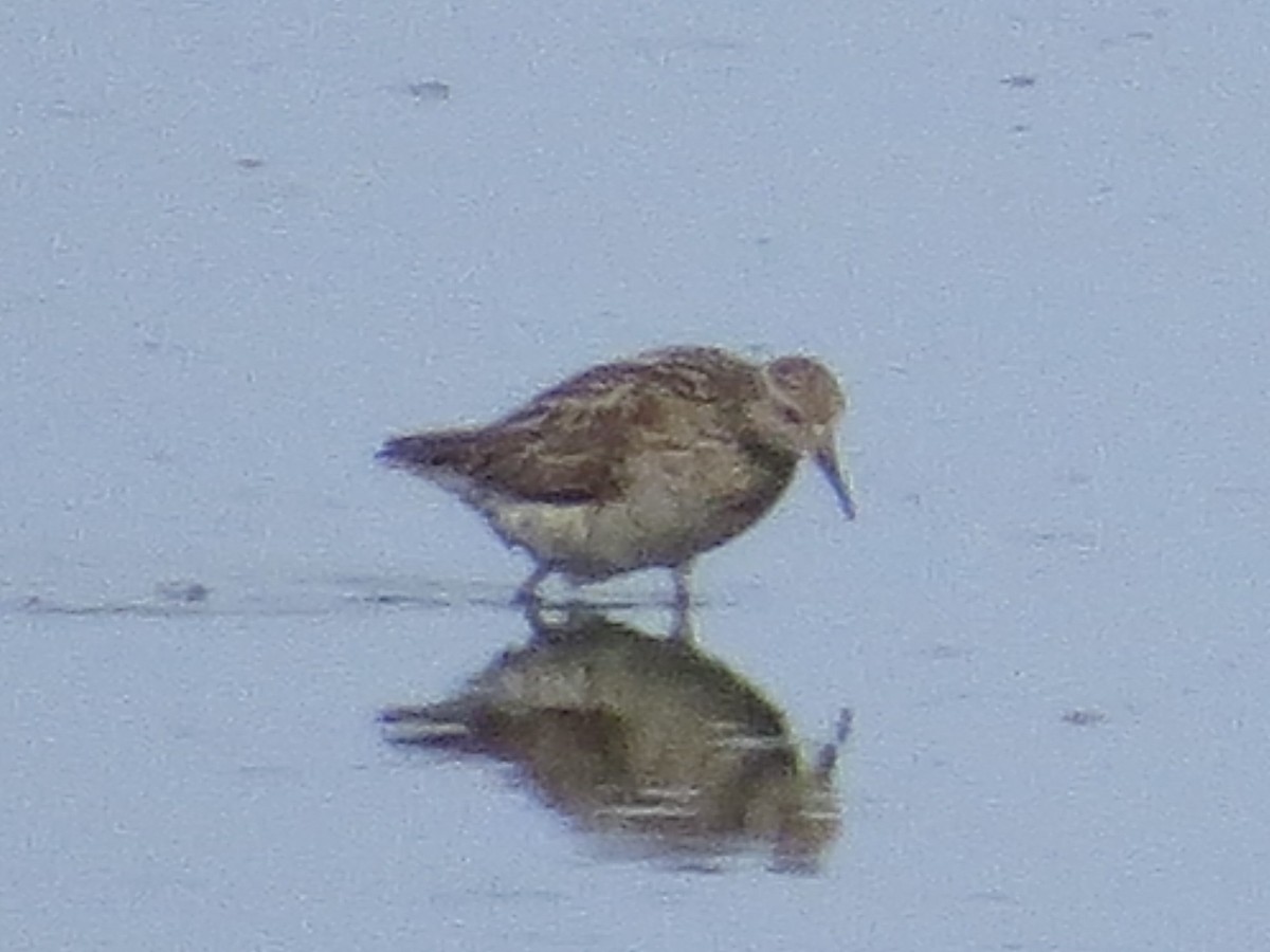 Sharp-tailed Sandpiper - ML638289966