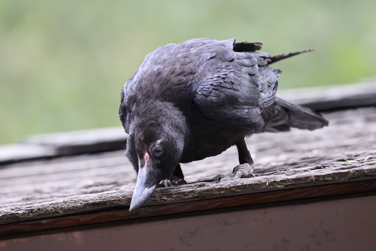 Common Raven - ML638289967