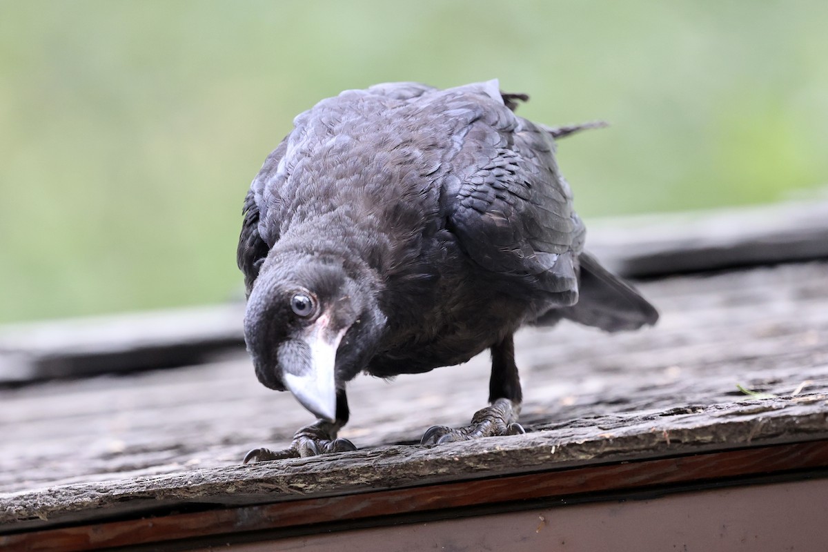Common Raven - ML638289968