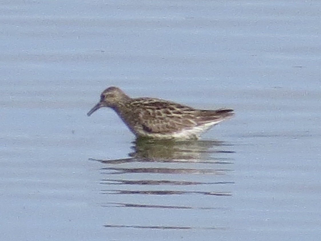 Sharp-tailed Sandpiper - ML638289971