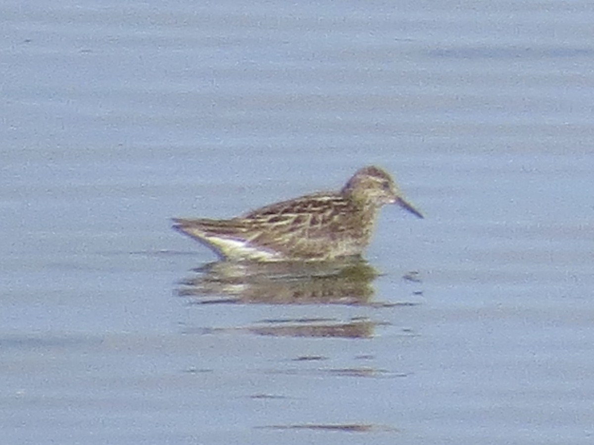 Sharp-tailed Sandpiper - ML638289974