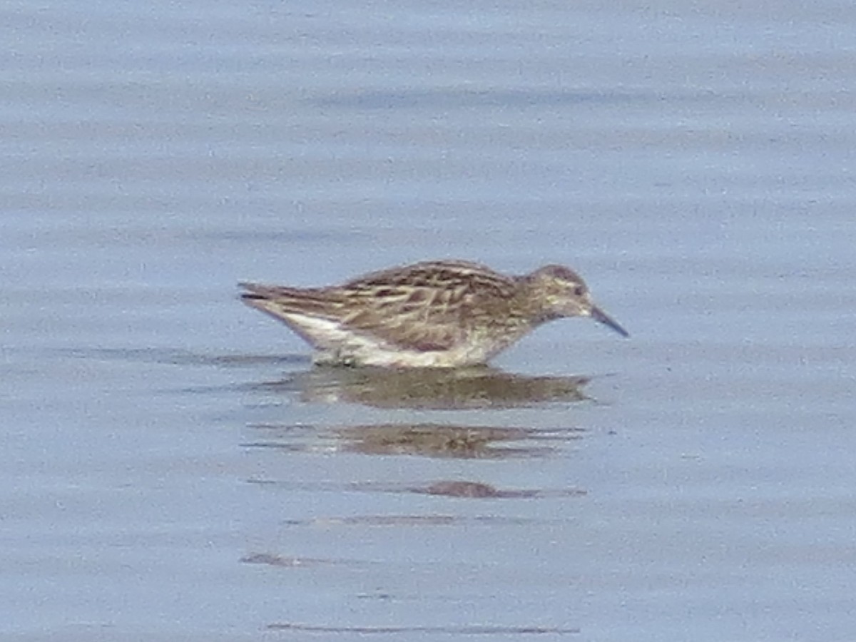 Sharp-tailed Sandpiper - ML638289976
