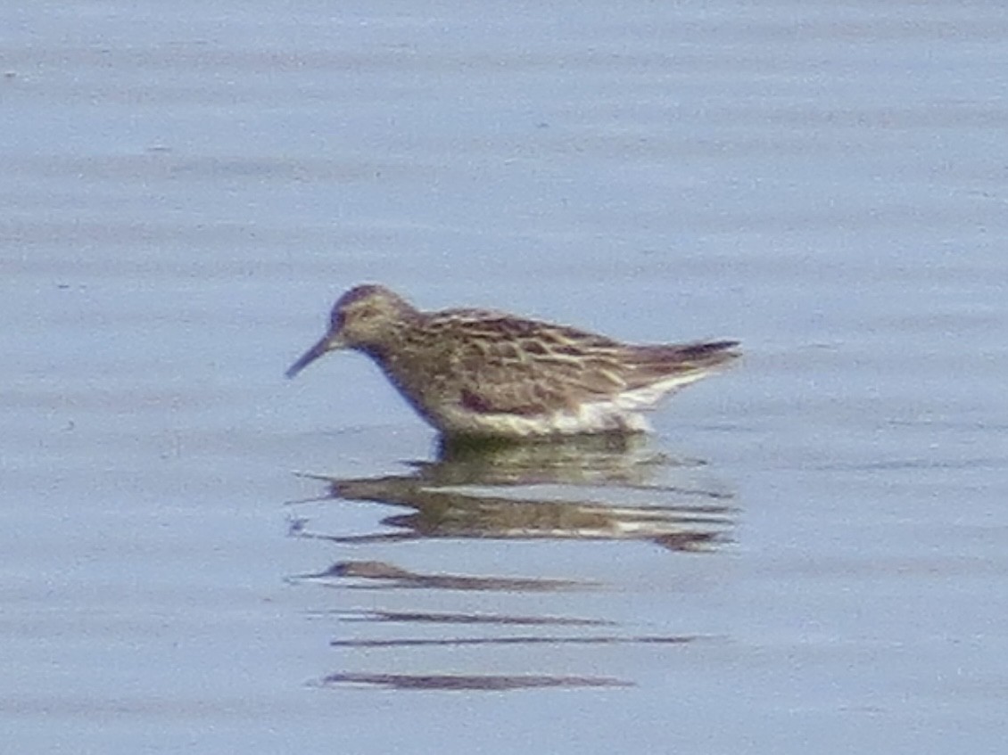 Sharp-tailed Sandpiper - ML638289980