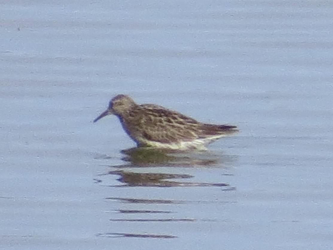 Sharp-tailed Sandpiper - ML638289984