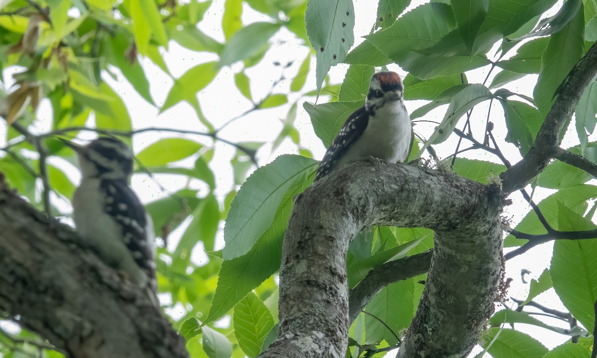Hairy Woodpecker - ML638289985