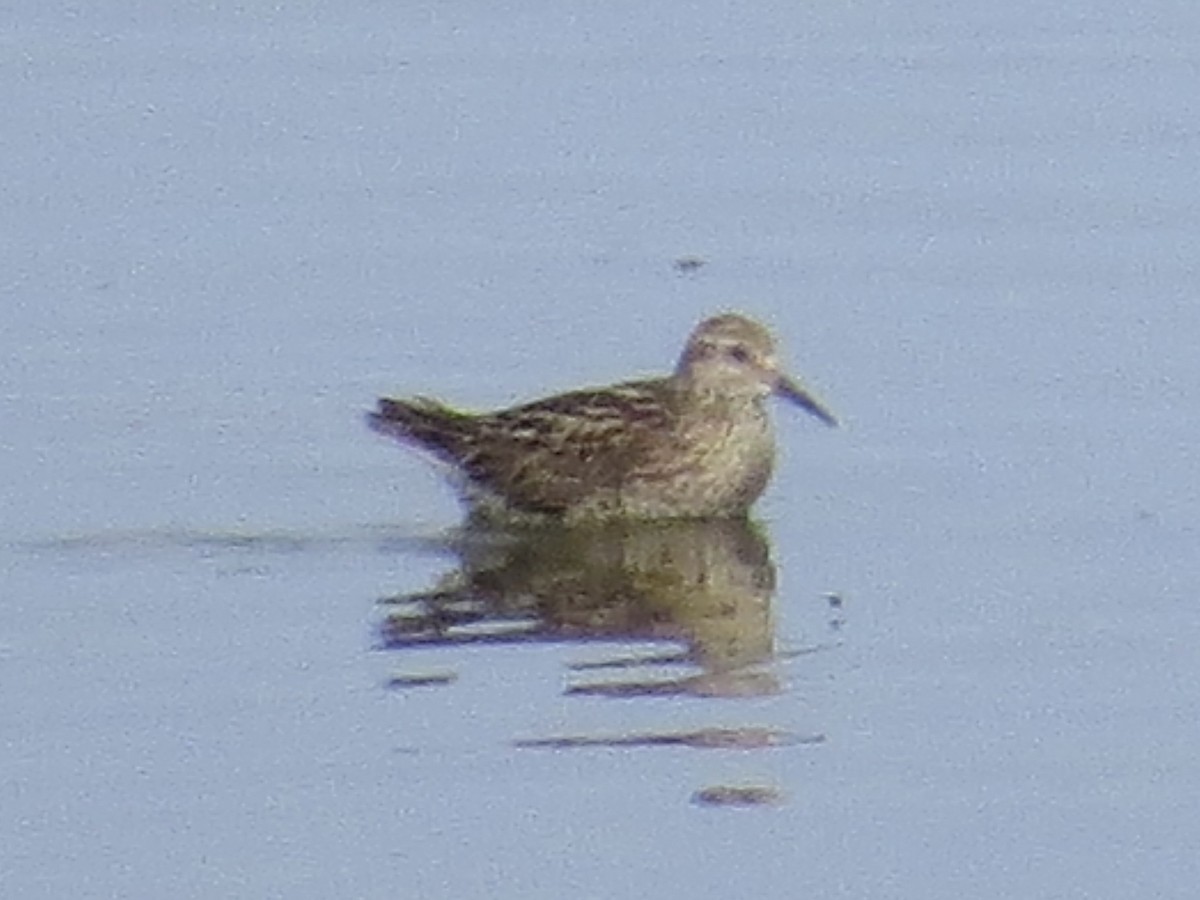 Sharp-tailed Sandpiper - ML638289987