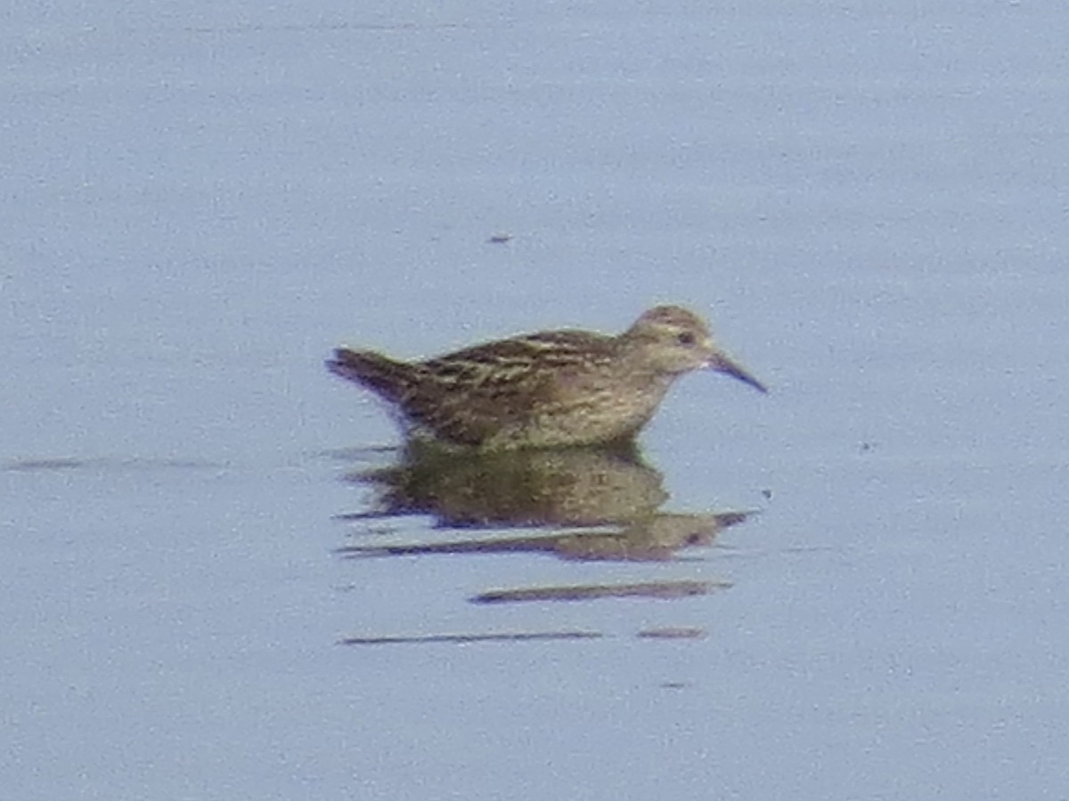 Sharp-tailed Sandpiper - ML638289988