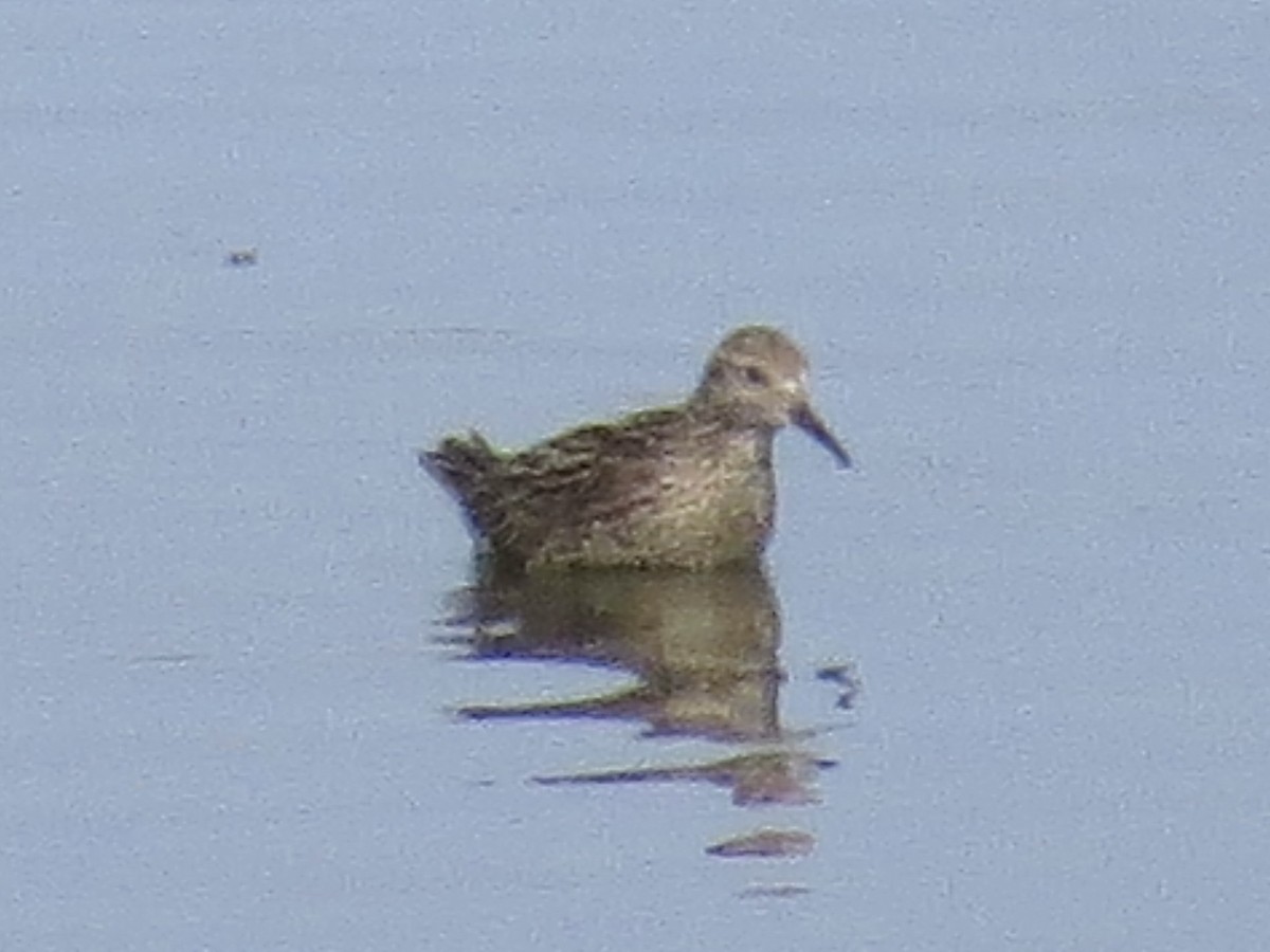 Sharp-tailed Sandpiper - ML638289989