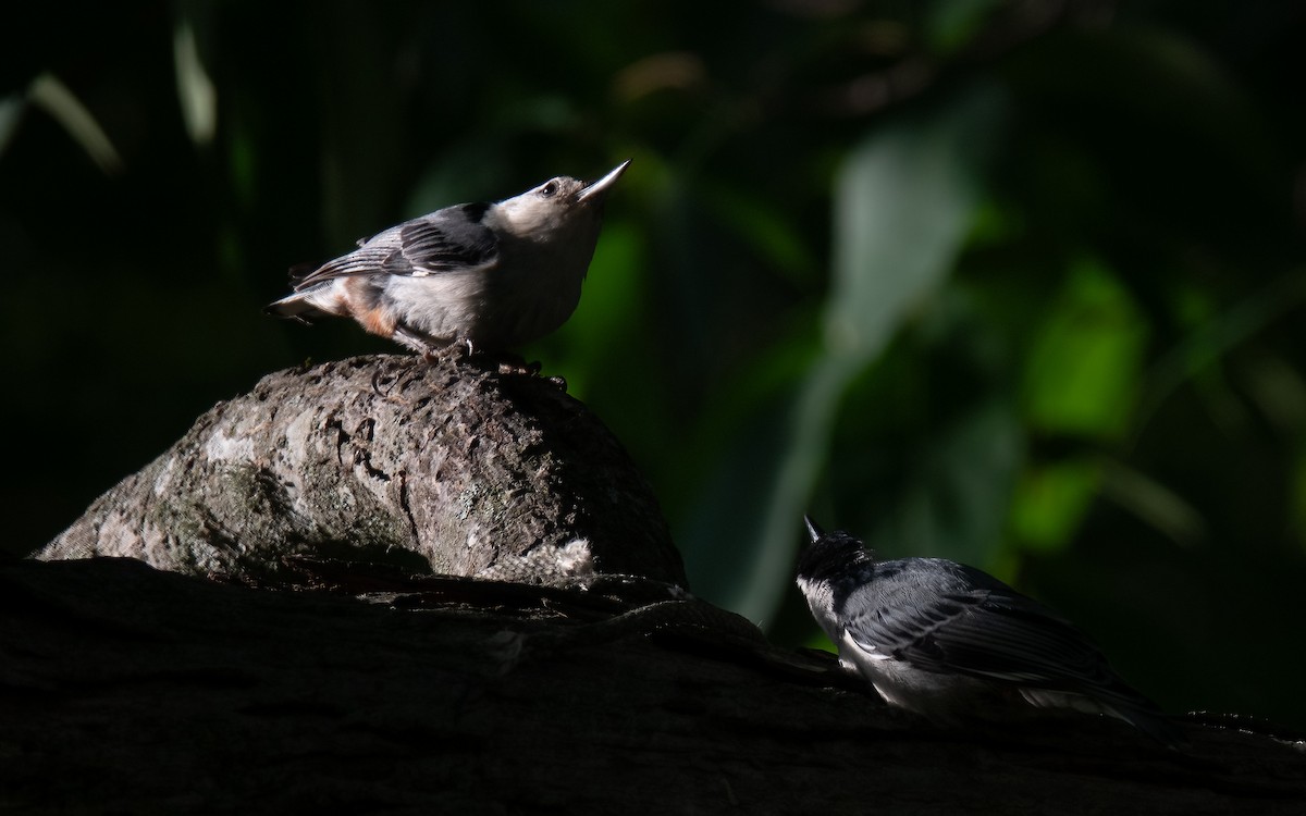White-breasted Nuthatch - ML638289990