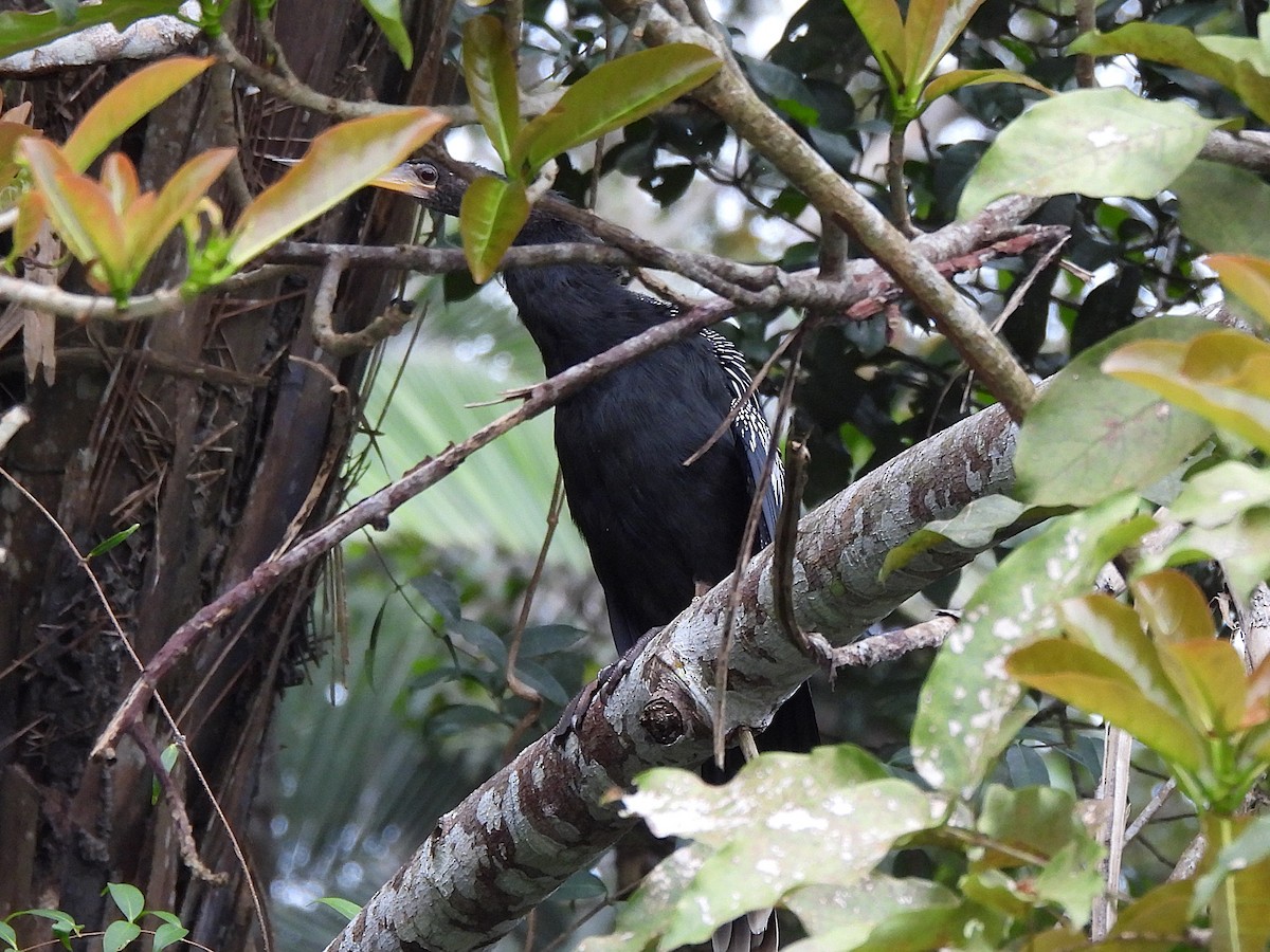Anhinga - ML638289991