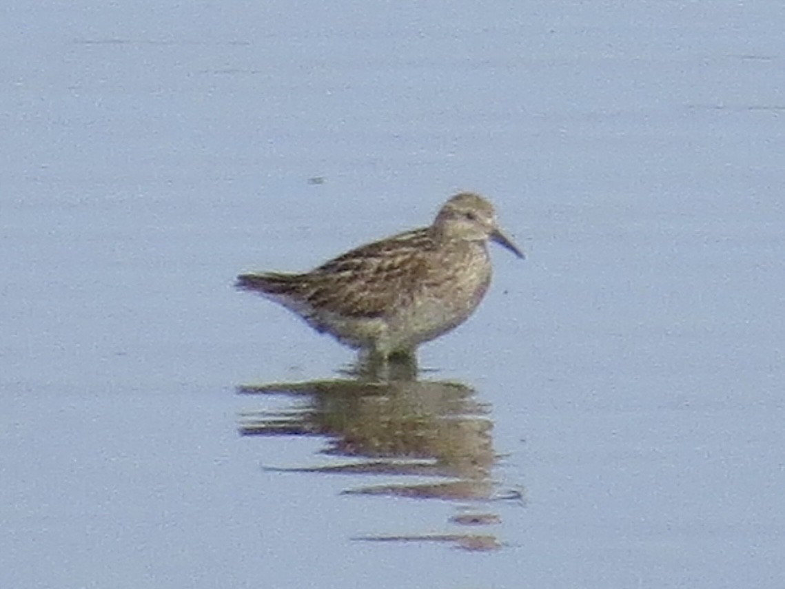 Sharp-tailed Sandpiper - ML638289992