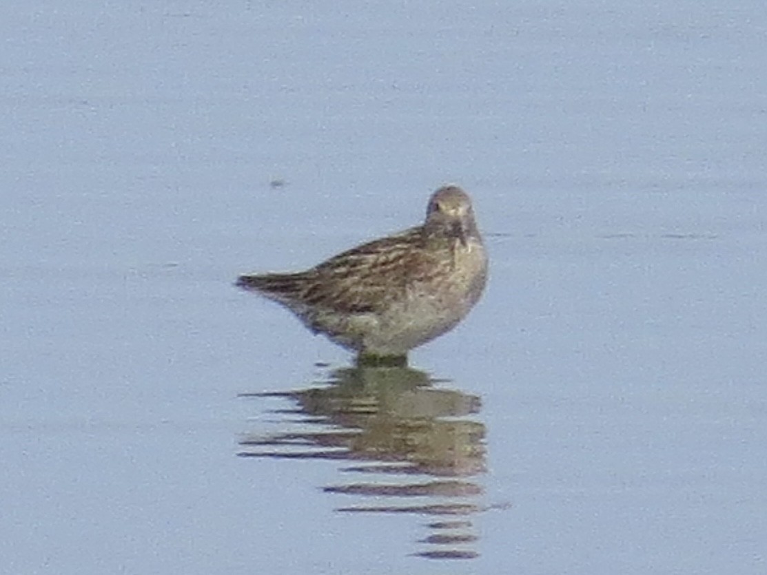 Sharp-tailed Sandpiper - ML638289994