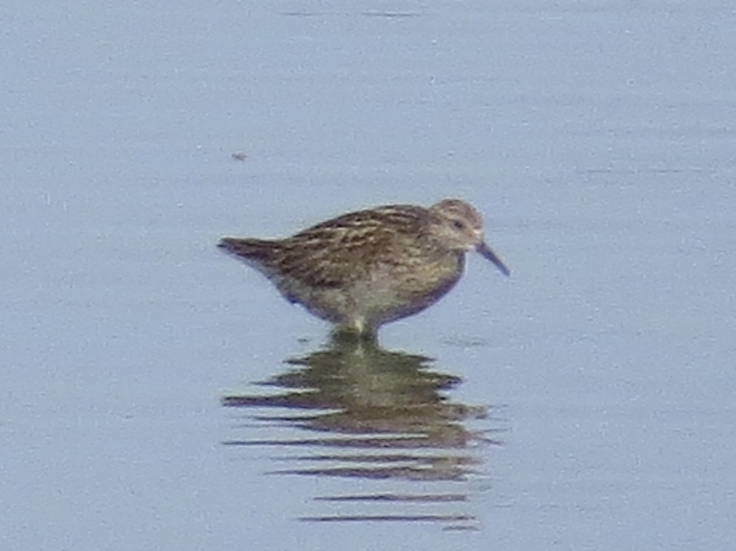 Sharp-tailed Sandpiper - ML638289996