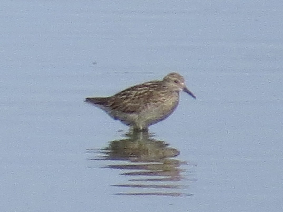 Sharp-tailed Sandpiper - ML638289997