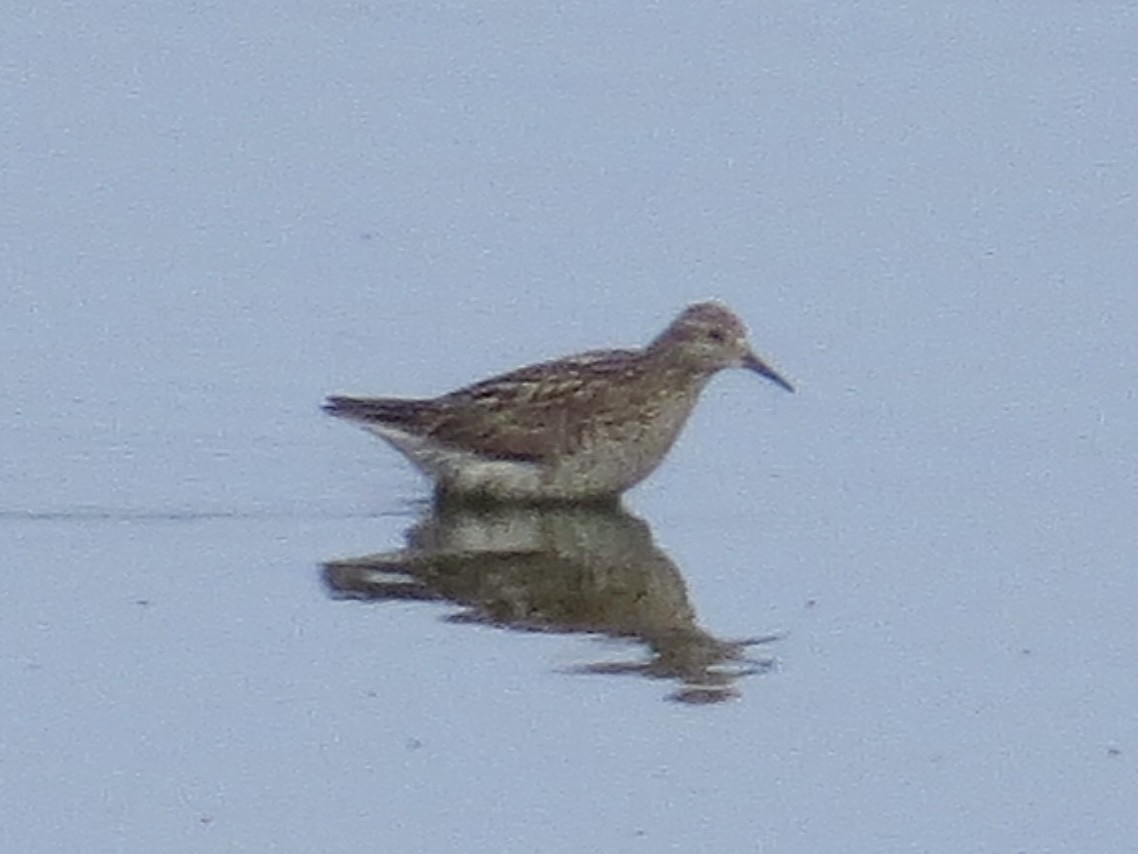 Sharp-tailed Sandpiper - ML638289999