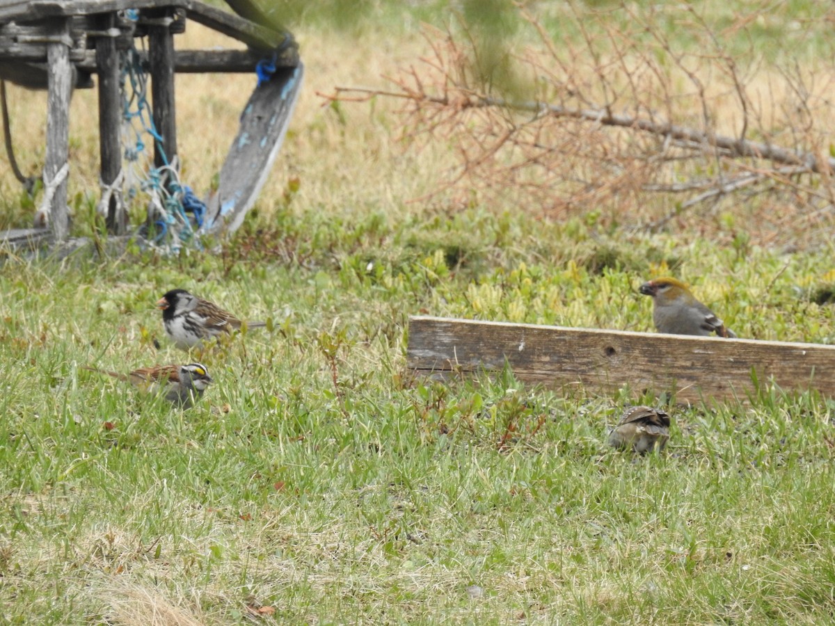 Harris's Sparrow - ML638290006