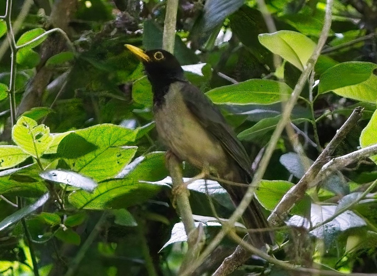 Black-hooded Thrush - ML638290007