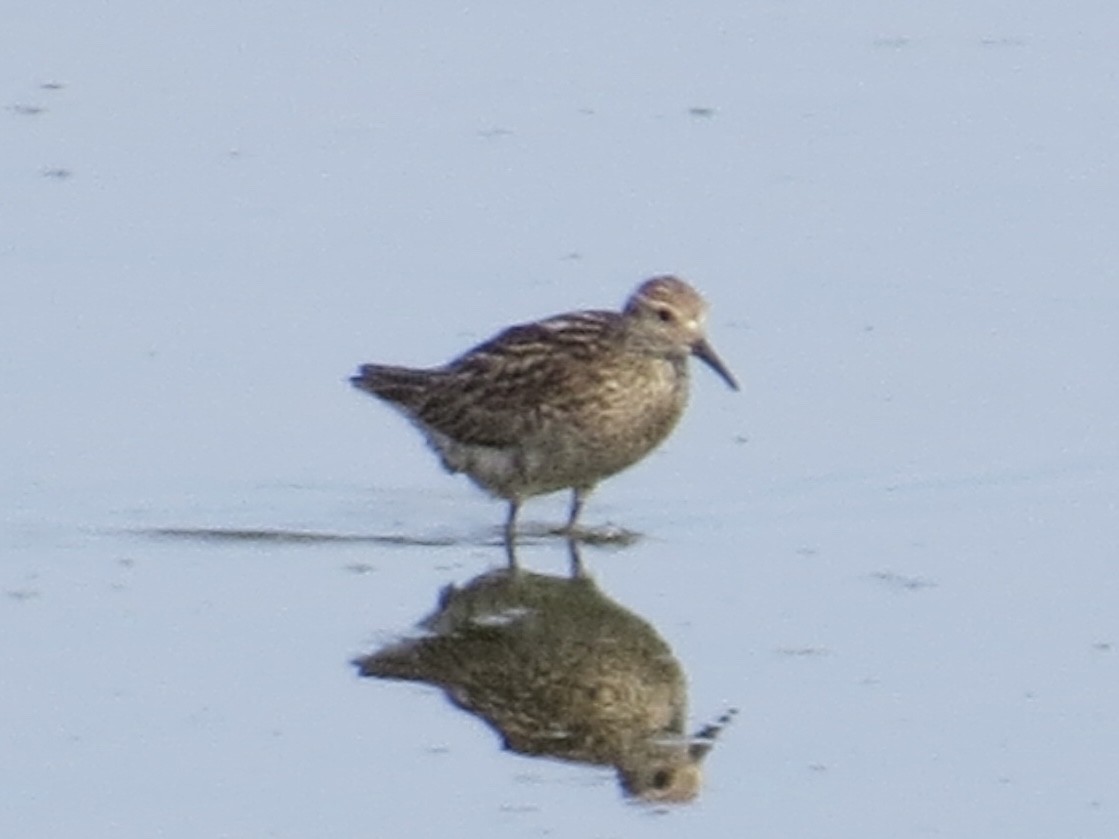 Sharp-tailed Sandpiper - ML638290008