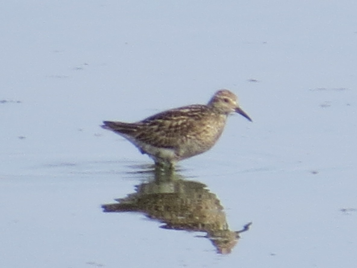 Sharp-tailed Sandpiper - ML638290009