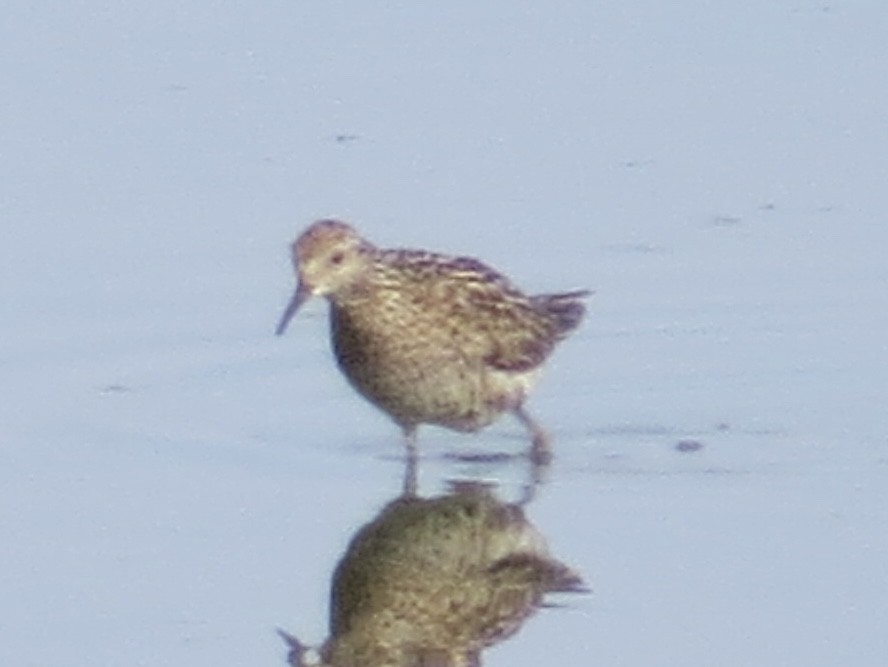 Sharp-tailed Sandpiper - ML638290012