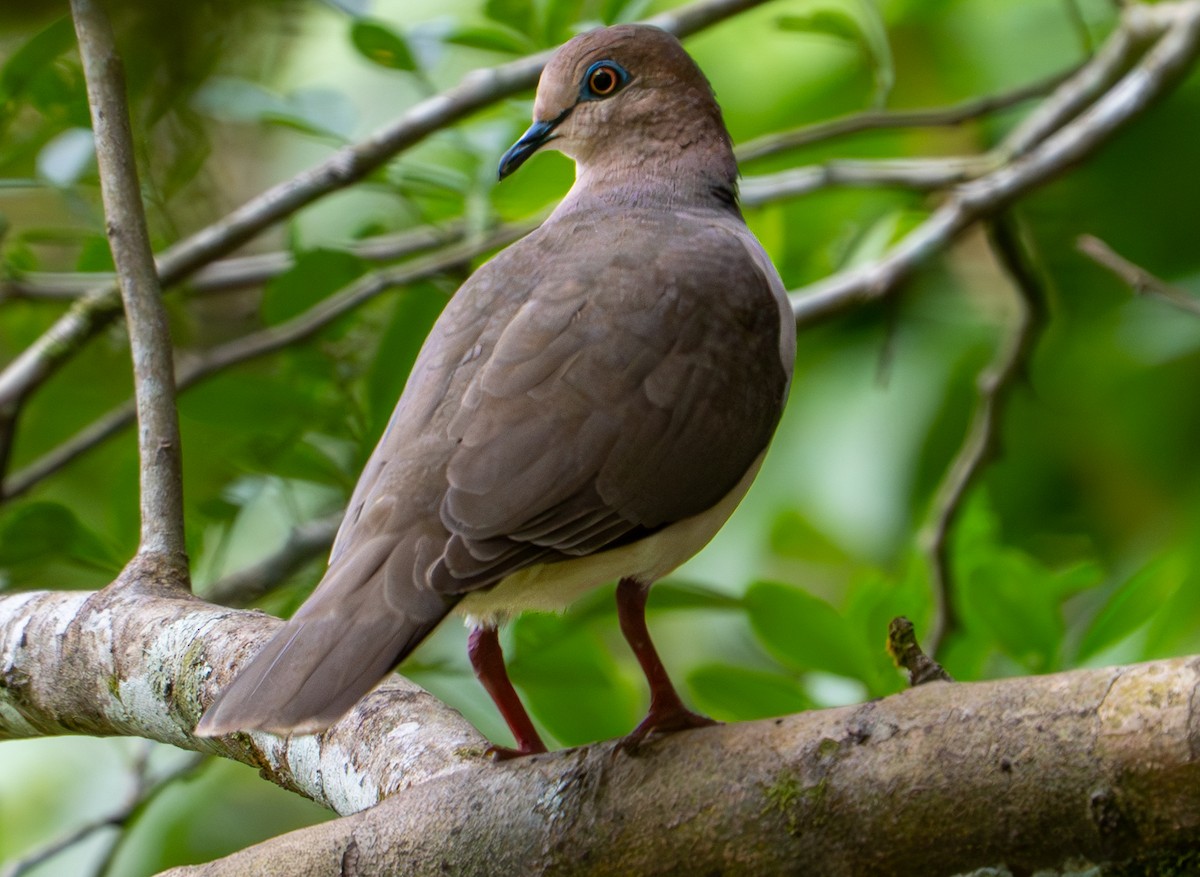 White-tipped Dove - ML638290028