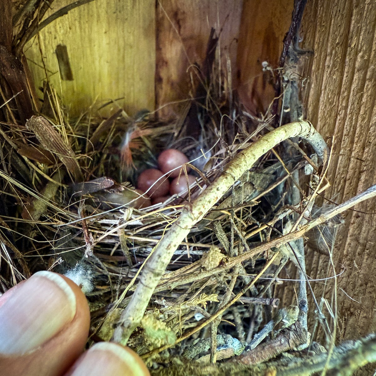 Northern House Wren (Northern) - ML638290030