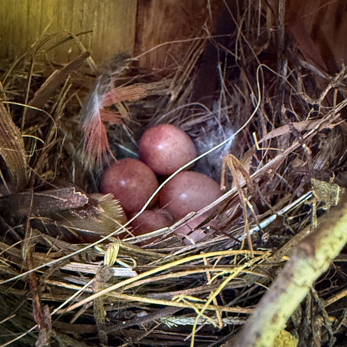Northern House Wren (Northern) - ML638290032