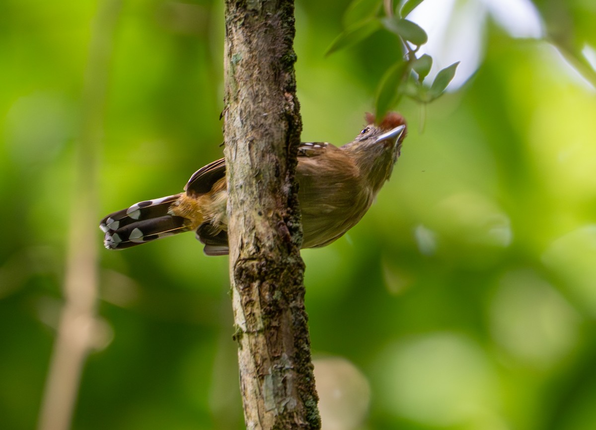 Black-crested Antshrike - ML638290033