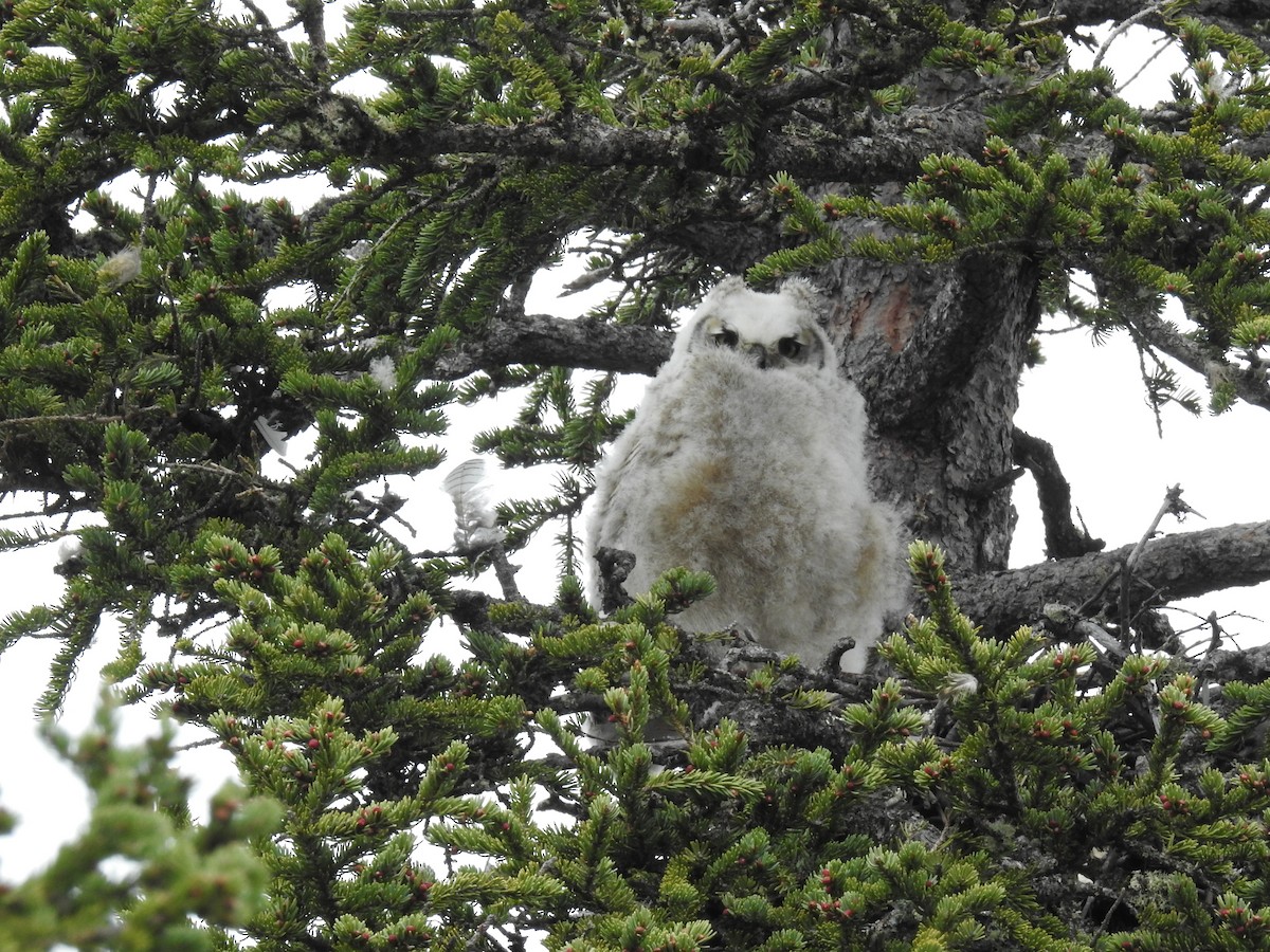Great Horned Owl - ML638290037