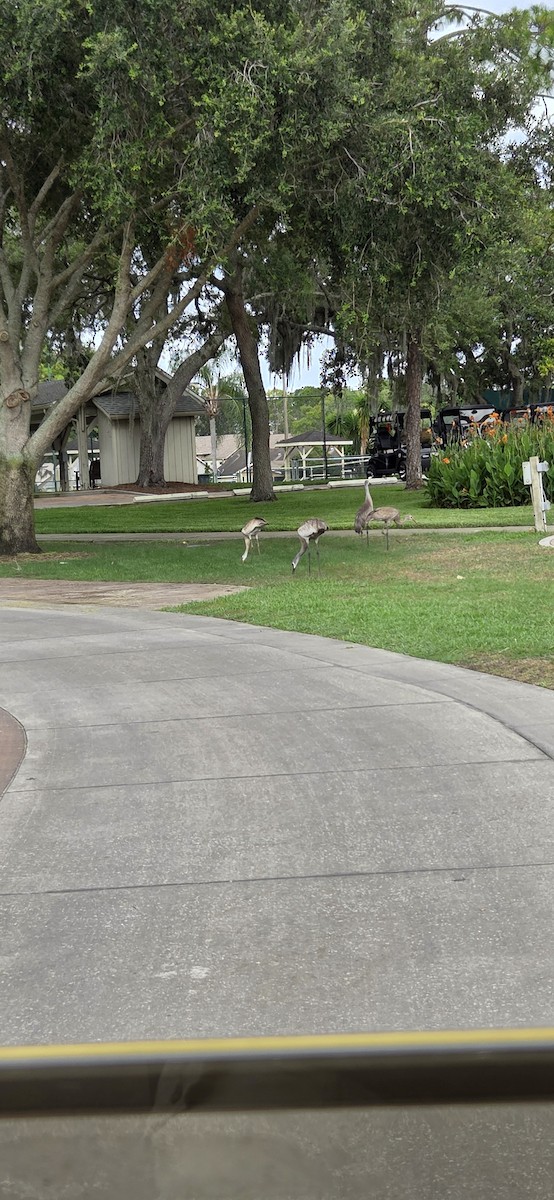 Sandhill Crane - ML638290038