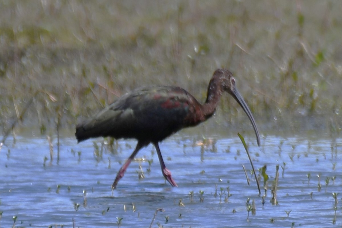 White-faced Ibis - ML638290039