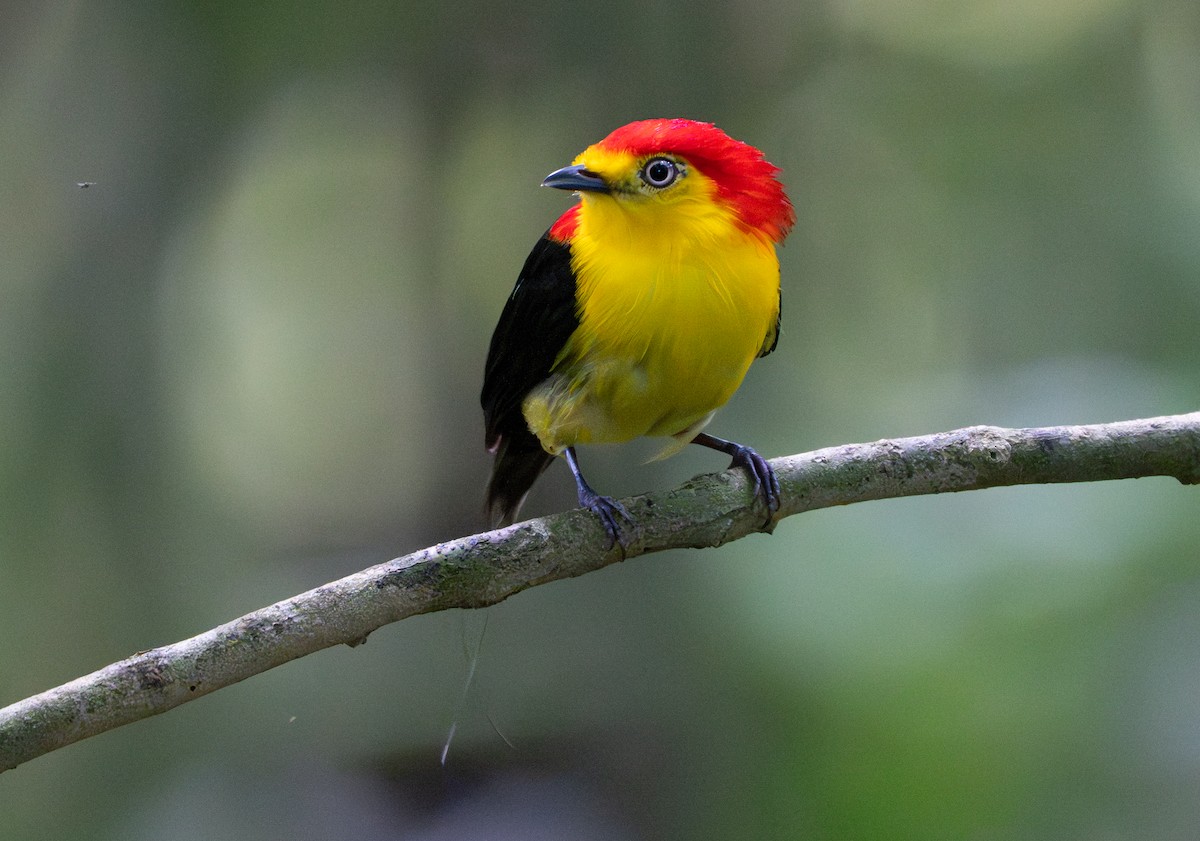 Wire-tailed Manakin - ML638290040