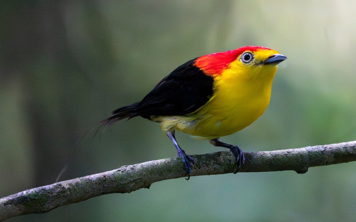 Wire-tailed Manakin - ML638290041