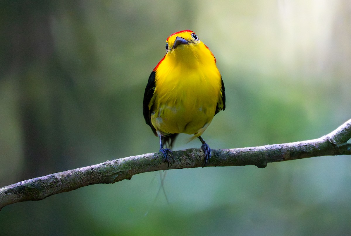 Wire-tailed Manakin - ML638290042
