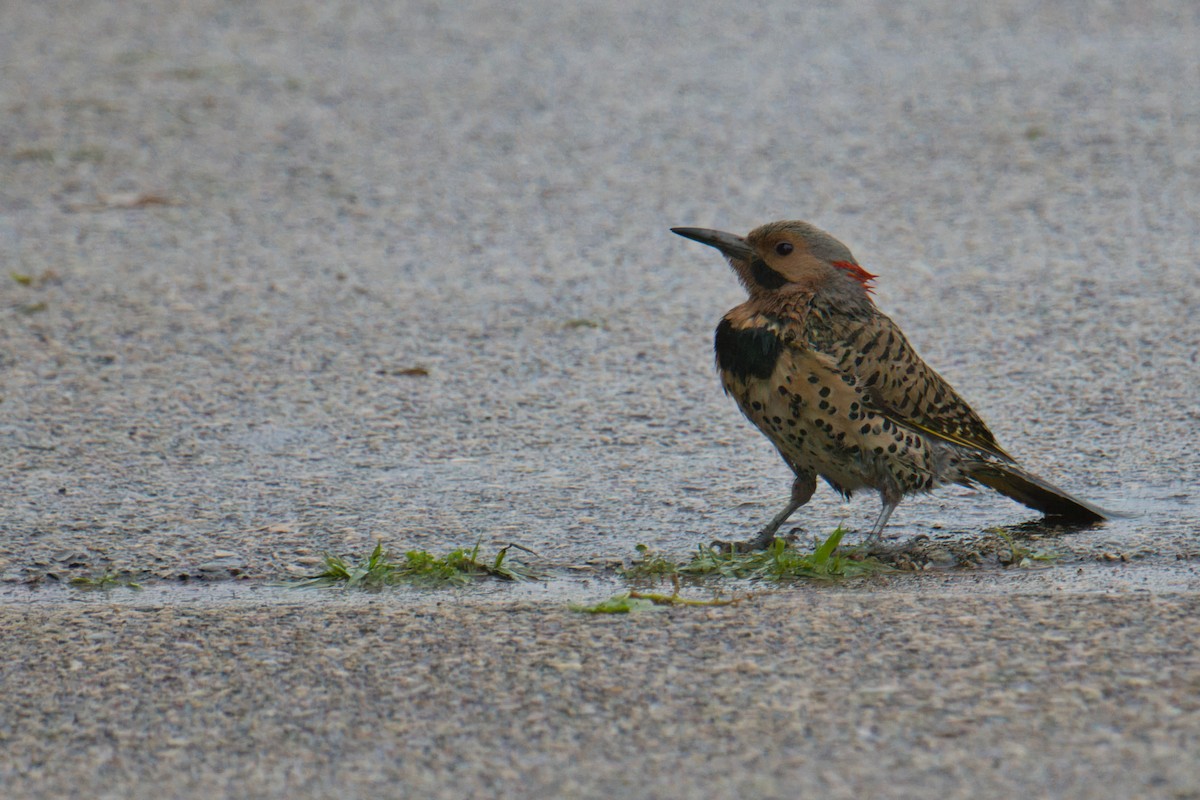 Northern Flicker - ML638290066
