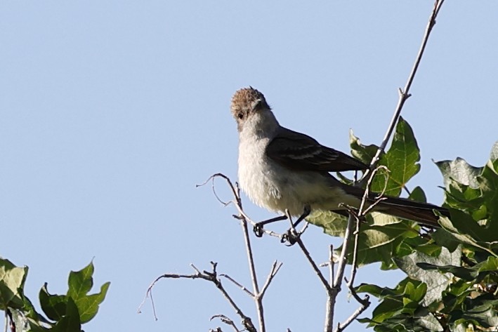 Ash-throated Flycatcher - ML638290074
