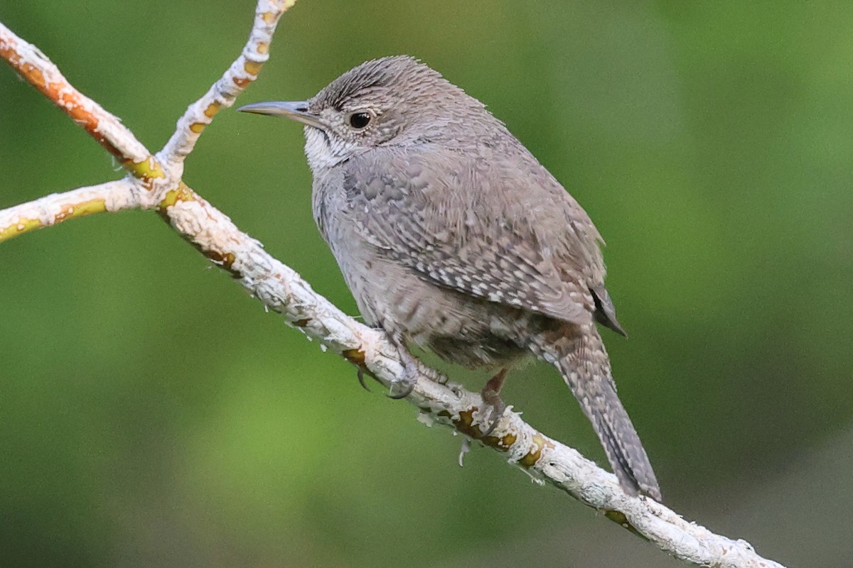 Northern House Wren - ML638290110