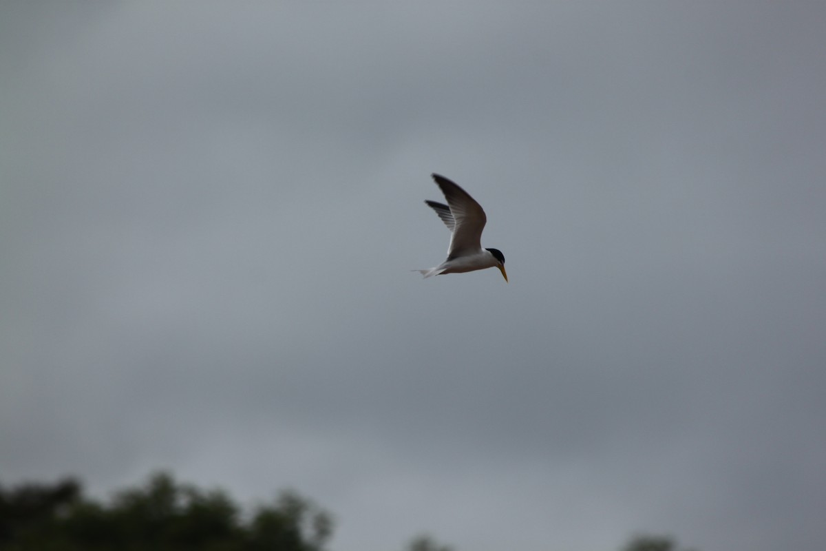 Yellow-billed Tern - ML638290140