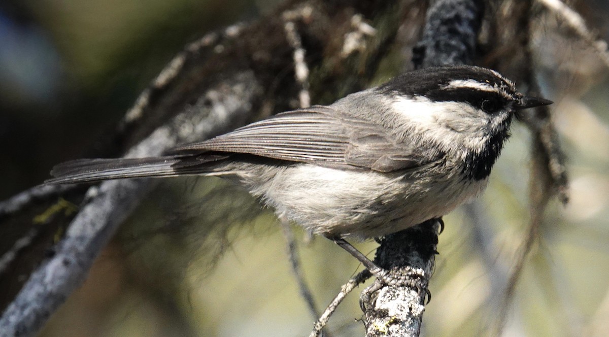 Mountain Chickadee - ML638290142