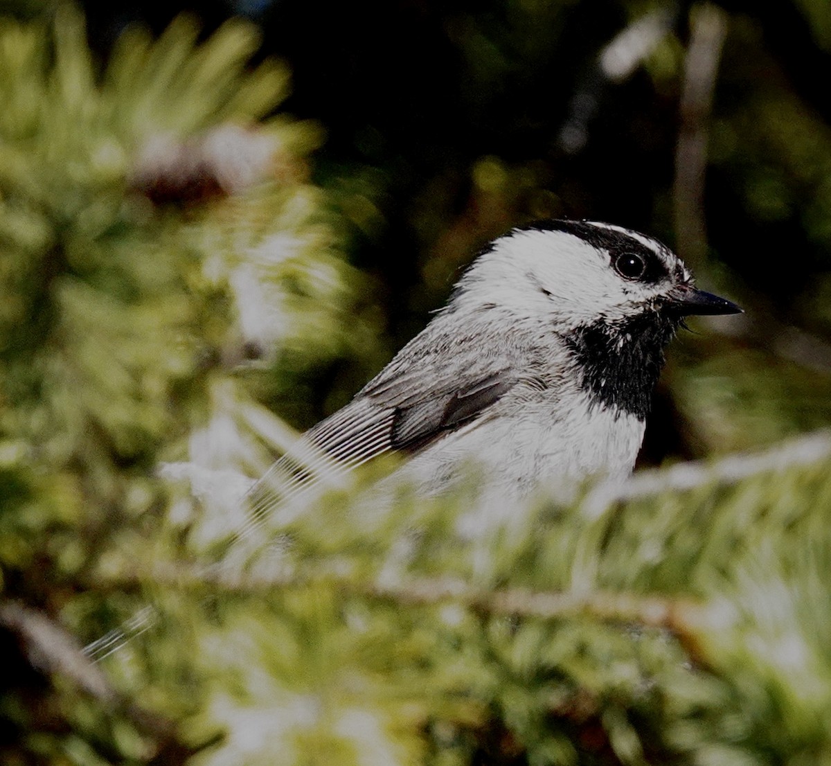 Mountain Chickadee - ML638290143