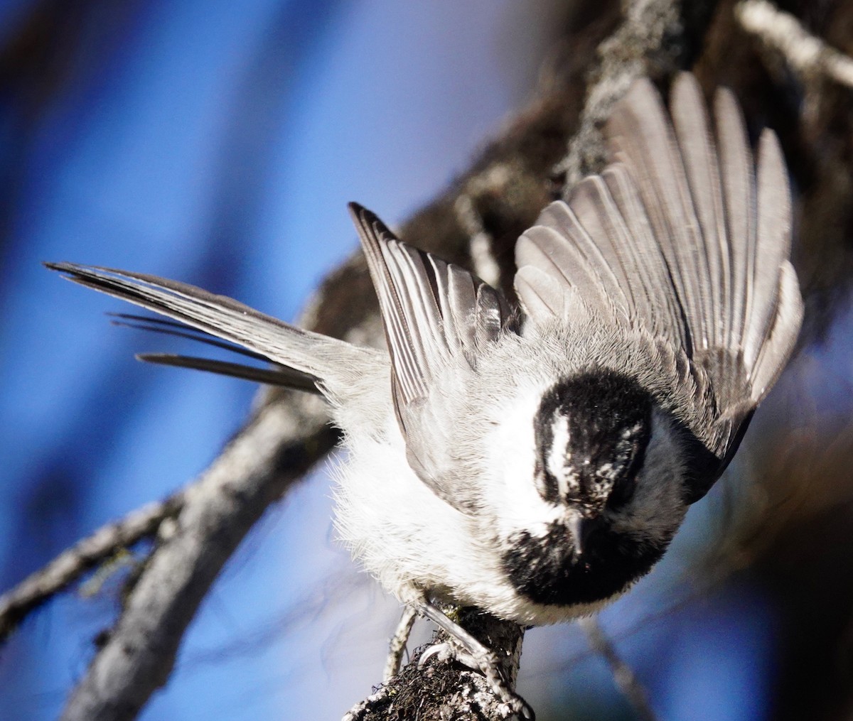 Mountain Chickadee - ML638290144
