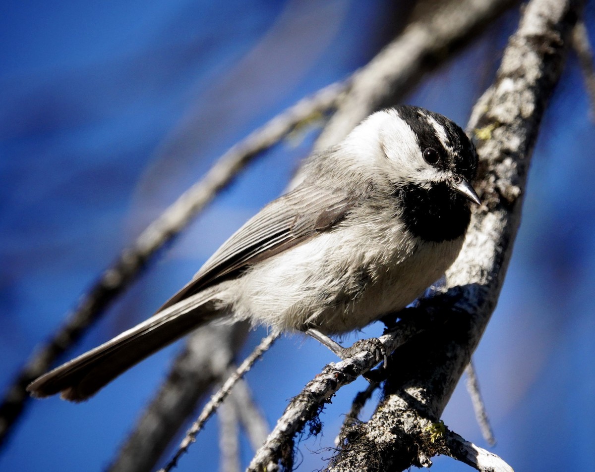 Mountain Chickadee - ML638290145