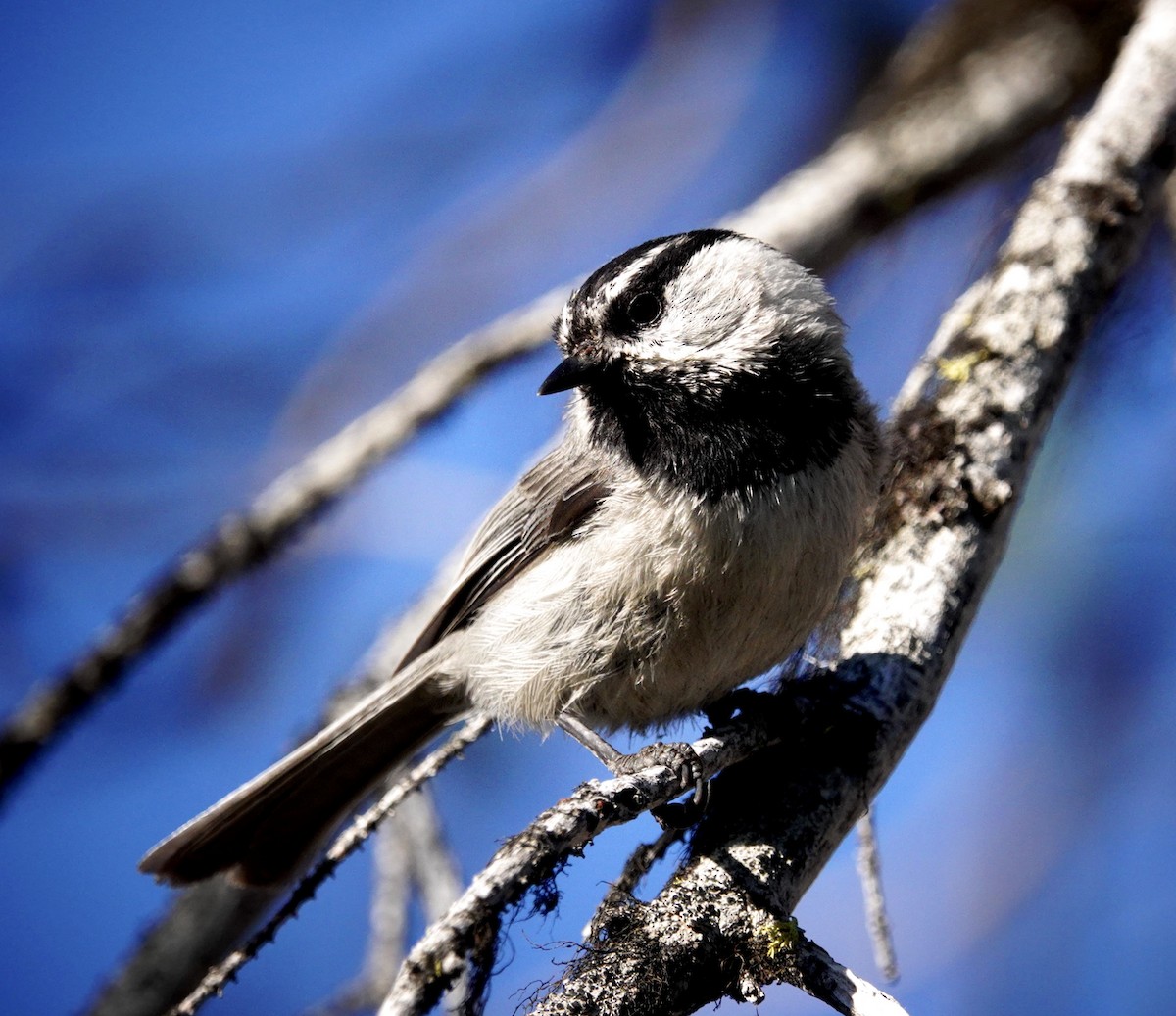 Mountain Chickadee - ML638290146