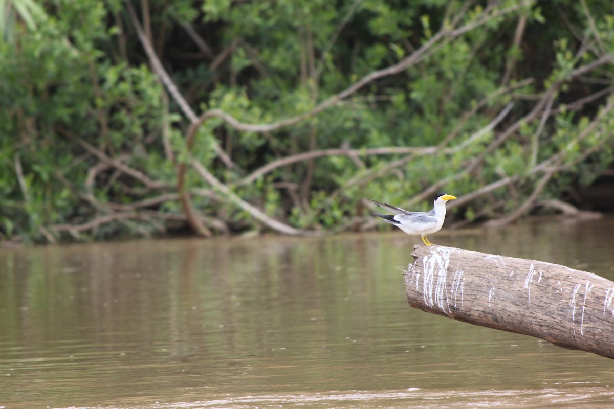 Large-billed Tern - ML638290150