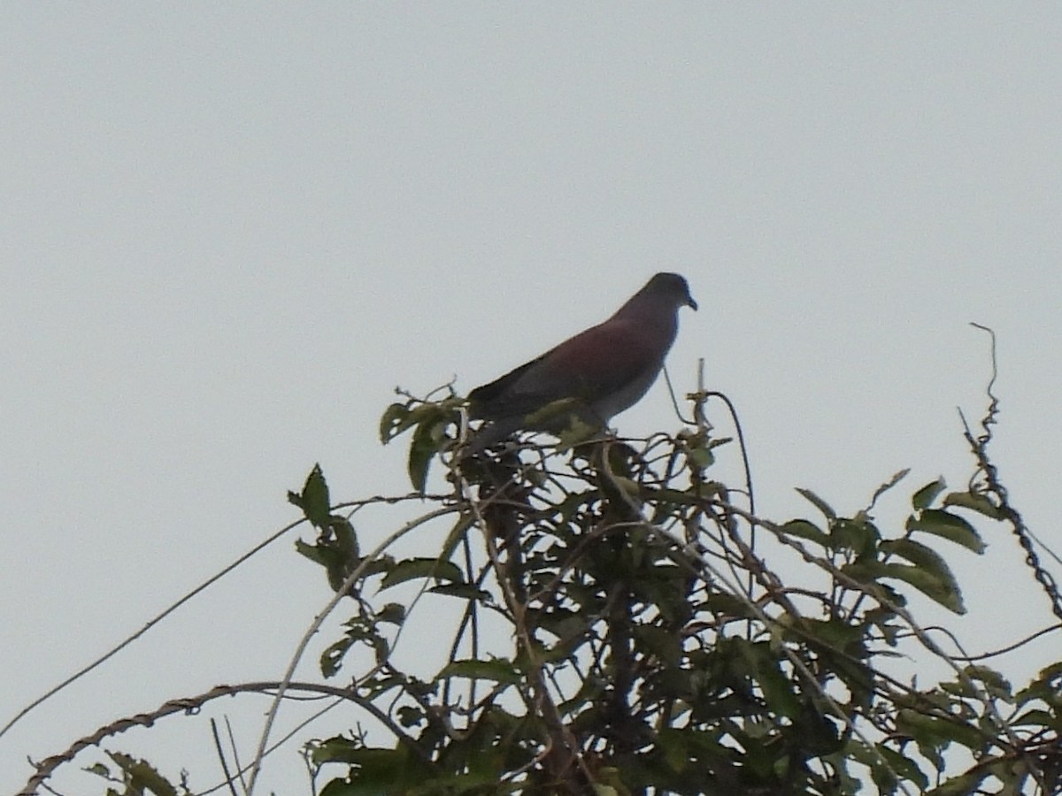 Pale-vented Pigeon - ML638290154