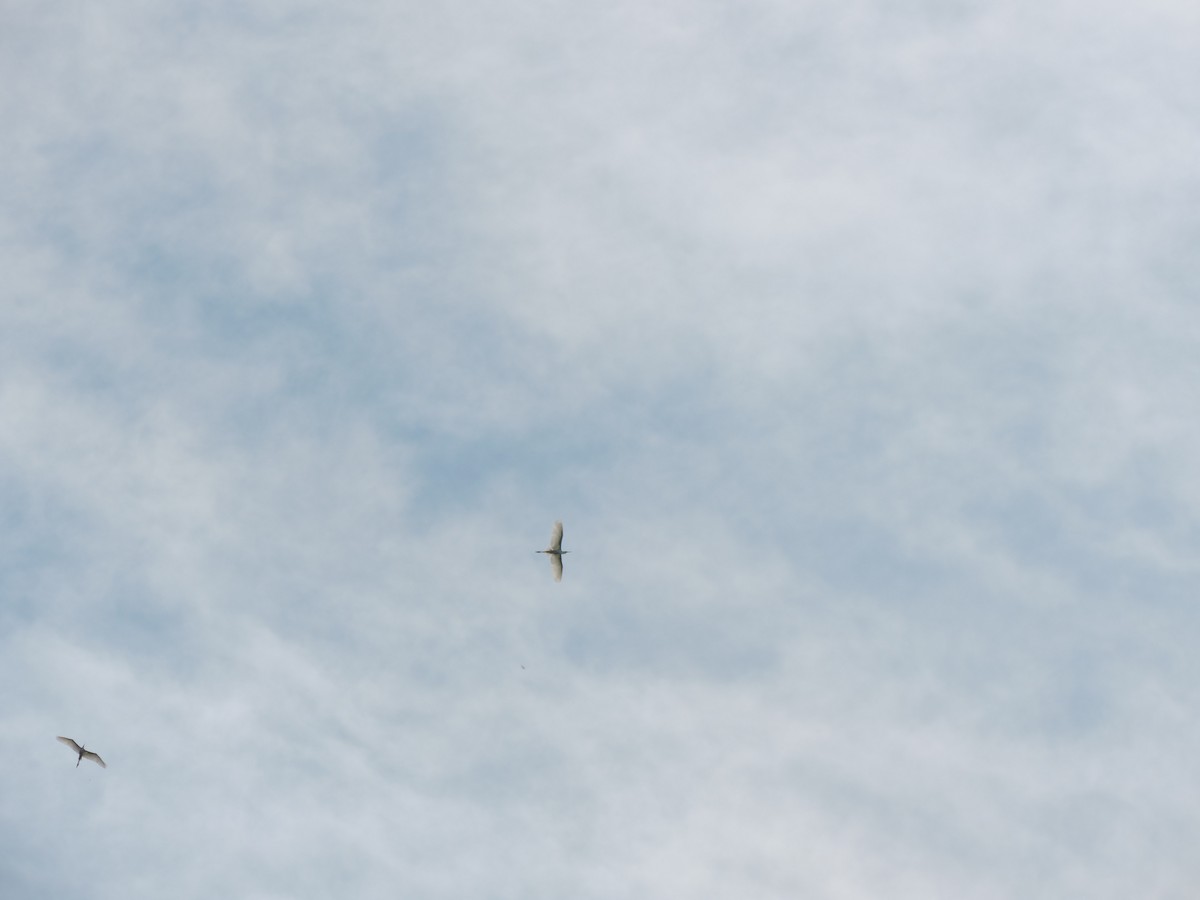Great Egret - ML638290170