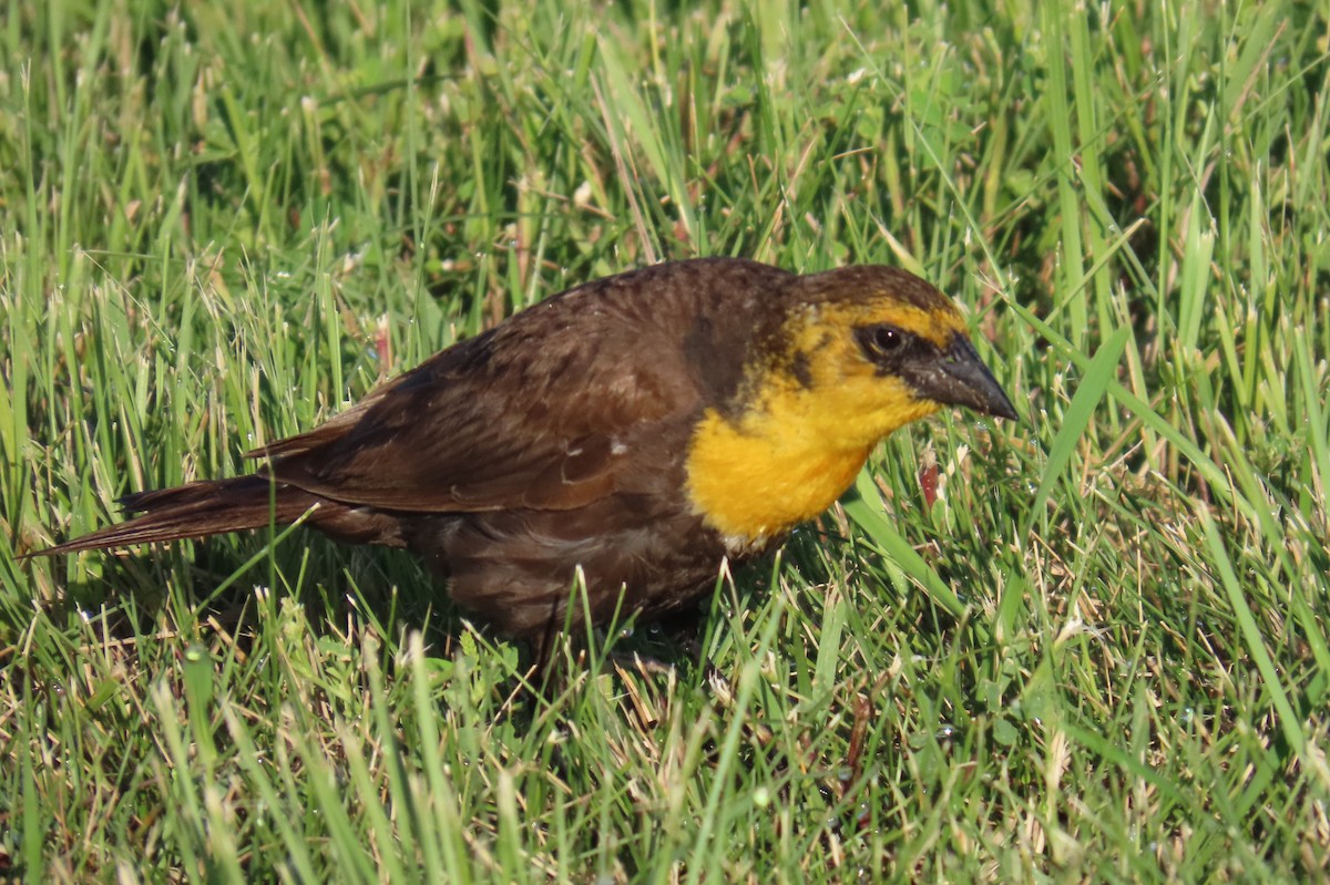 Yellow-headed Blackbird - ML638290173